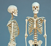All Human Skeletons