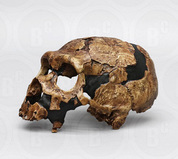 Featured Fossil Hominids