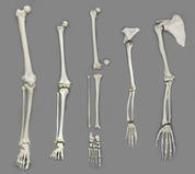 Human Arms & Legs