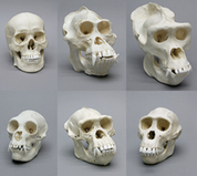Skull Sets