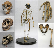 (all fossil hominid)
