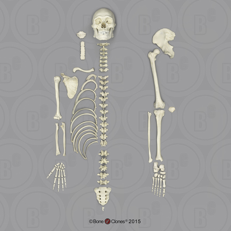 Human Male Asian Robust Half Skeleton SC-287-DH