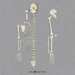 Human Male Asian Robust Half Skeleton SC-287-DH