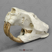 Giant Fossil Beaver Skull Antique Finish