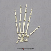 Rhesus Macaque Hand, Disarticulated