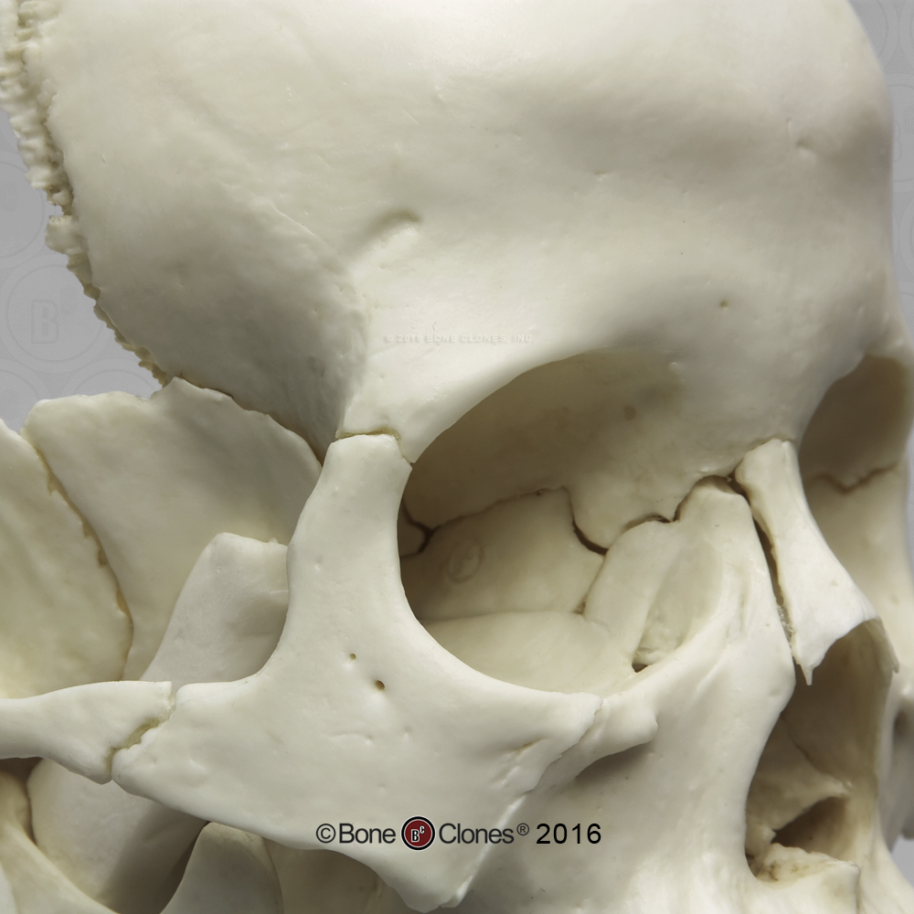 Articulated Human Medical Study Skull - Bone Clones, Inc