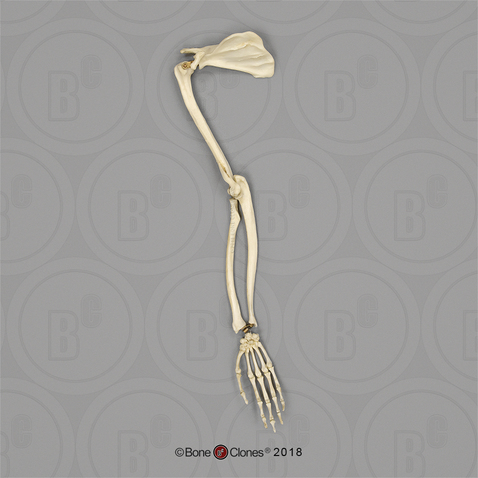 Capuchin Arm, Articulated with Scapula