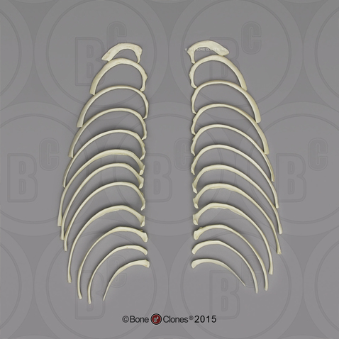 Human Female European Ribs, Set of 24 (left and right)