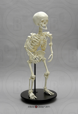 All Human Skeletons - Bone Clones, Inc. - Osteological Reproductions