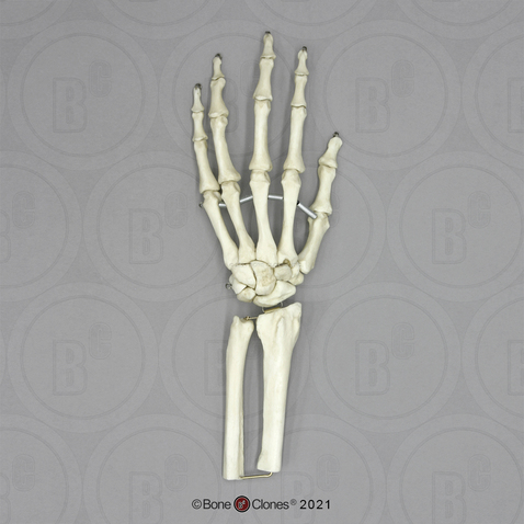 Hand Joint, Flexible (premium flexible hand, partial radius and ulna)