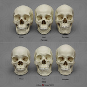 Human Male and Female Skulls: African, Asian, and European COMP-120-SET