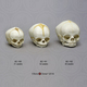 Human Fetal Skulls Set of 3
