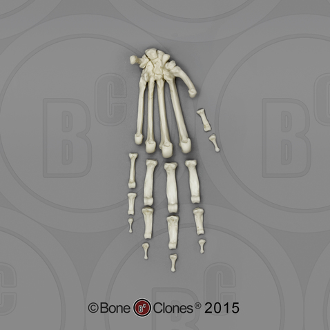 Bonobo Hand, Semi-articulated