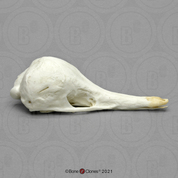 duck billed platypus skull