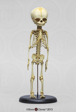 Human Fetal Skeleton 32 Weeks