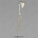 Human Female Asian Arm, Disarticulated (with Scapula) w/Disarticulated Hand