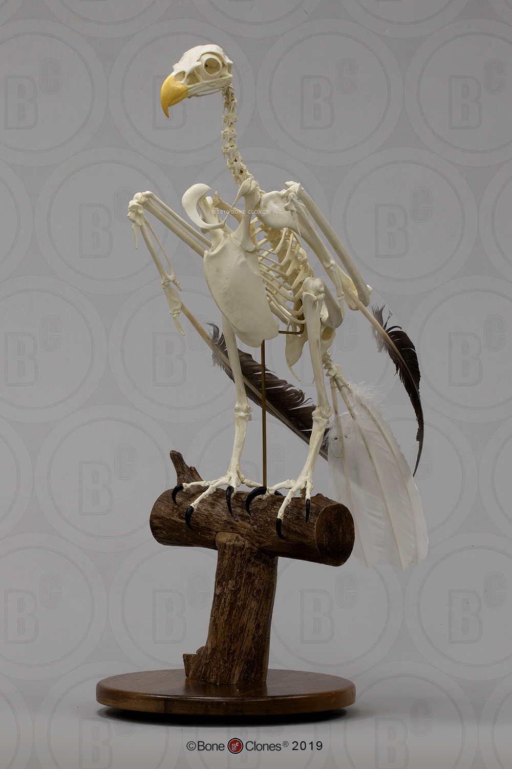 Articulated Bald Eagle Skeleton - Bone Clones, Inc. - Osteological