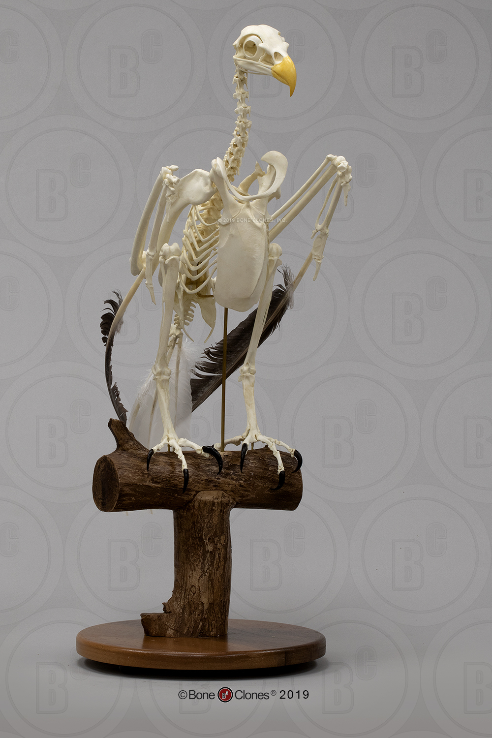 Articulated Bald Eagle Skeleton - Bone Clones, Inc. - Osteological
