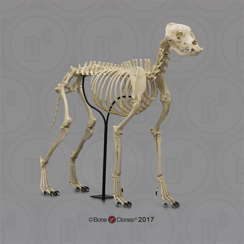 Large Dog Skeleton, Articulated - Bone Clones, Inc. - Osteological