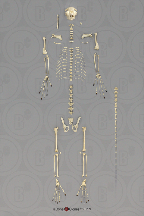Aye-aye Skeleton, Disarticulated