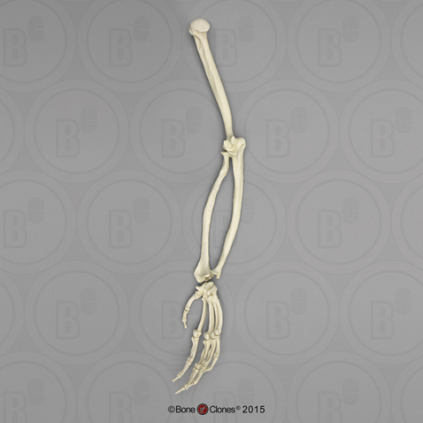 Male Chimpanzee Arm, Articulated w/ Articulated Rigid Hand (no Scapula)