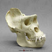 Male Gorilla skull (extra large)