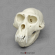 Rhesus Macaque Skull