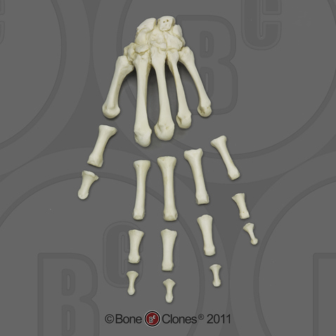 Human Adult Male Hand, semi-articulated