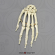 Human Male Asian Robust Hand, Articulated, Premium Flexible