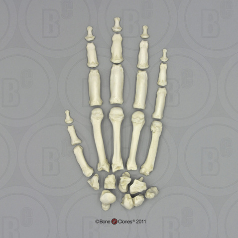 Gorilla Hand, Disarticulated