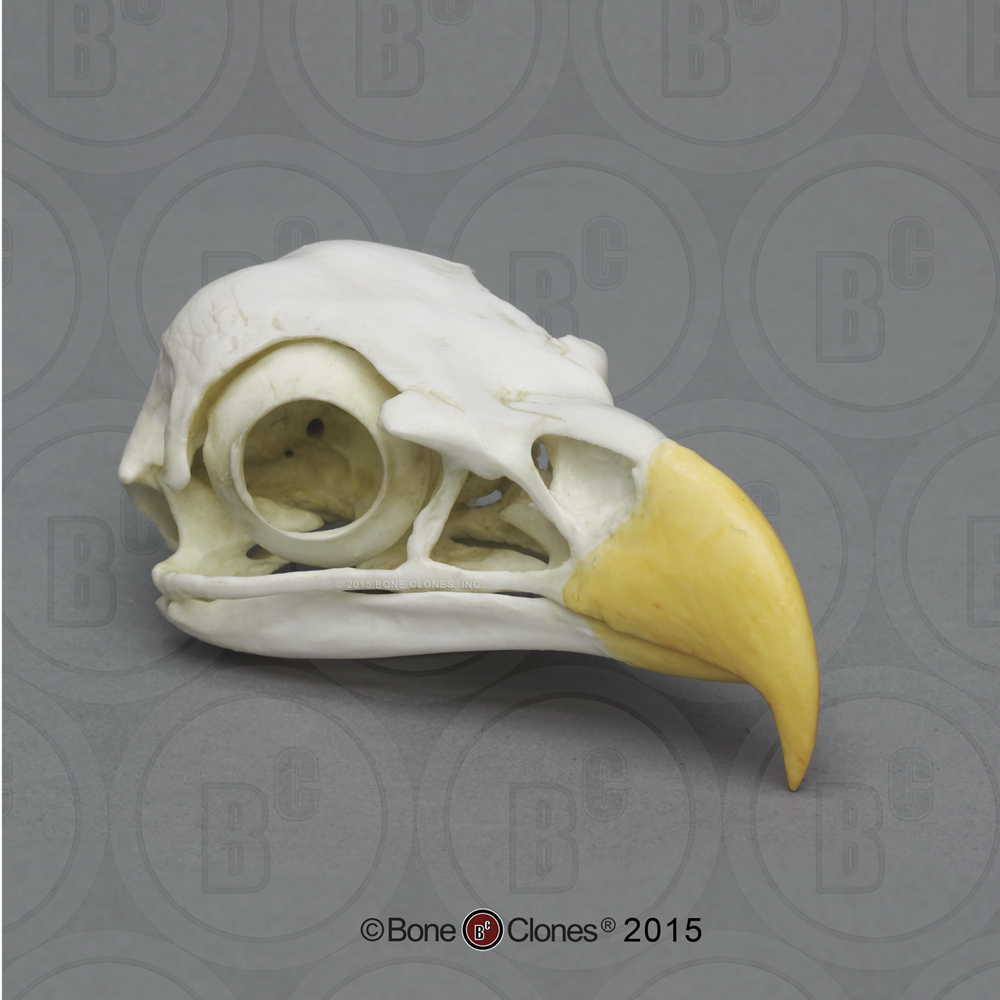 Bald Eagle Skull - Bone Clones, Inc. - Osteological Reproductions