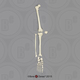 Human Male Asian Robust Leg, Disarticulated