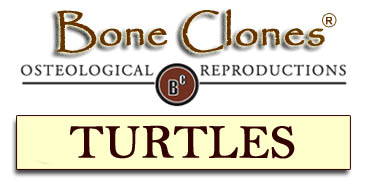 Bone Clones&reg; Catalog of Turtles