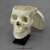 Modern Human Male Asian Skull with Calvarium Cut