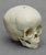 1 1/2-year-old Human Child Skull