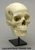 Human Female European 7-Piece Study Skull