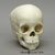 2-year-old Human Child Skull