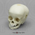 1-year-old Human Child Skull with Calvarium Cut