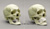 Human Human Skull for Facial Reconstruction