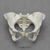 Female Pelvis with Pits of Parturition Articulated and Disarticulated