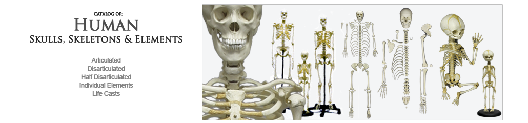 Human Anatomy, Skulls and Skeletons