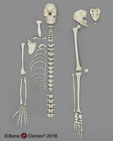 Human Male Asian Half Skeleton