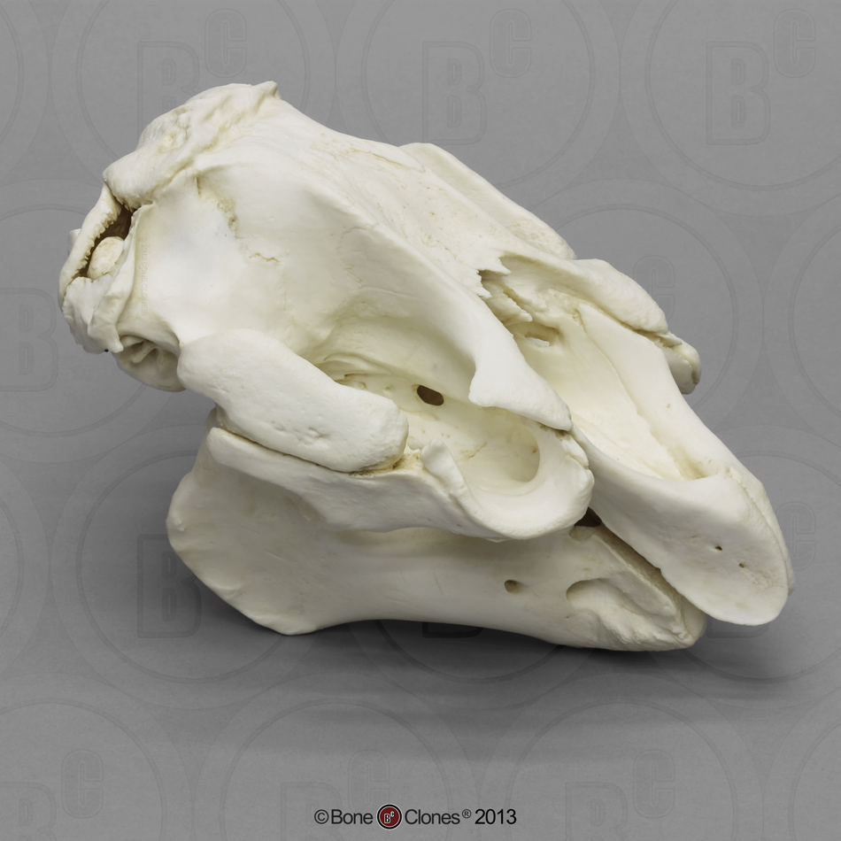 Manatee Skull - Bone Clones, Inc. - Osteological Reproductions