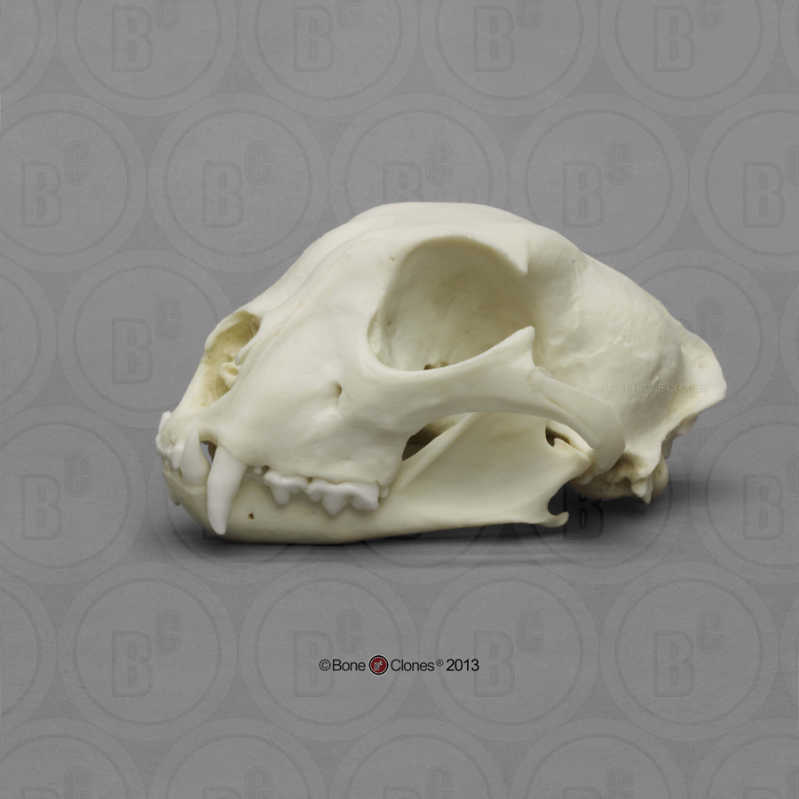 Cheetah Skull, Male - Bone Clones, Inc. - Osteological Reproductions