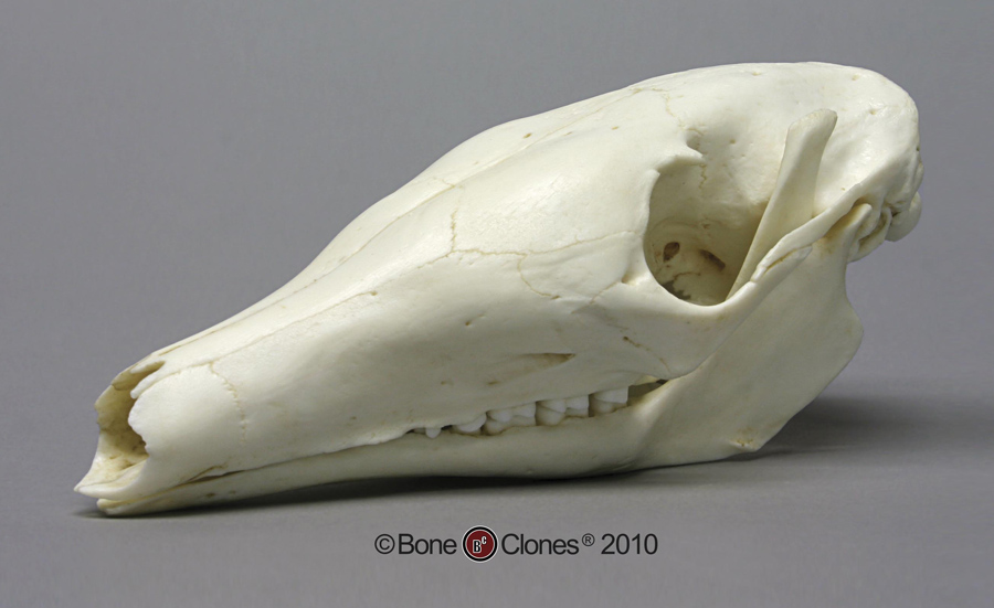 Aardvark Skull - Bone Clones, Inc. - Osteological Reproductions