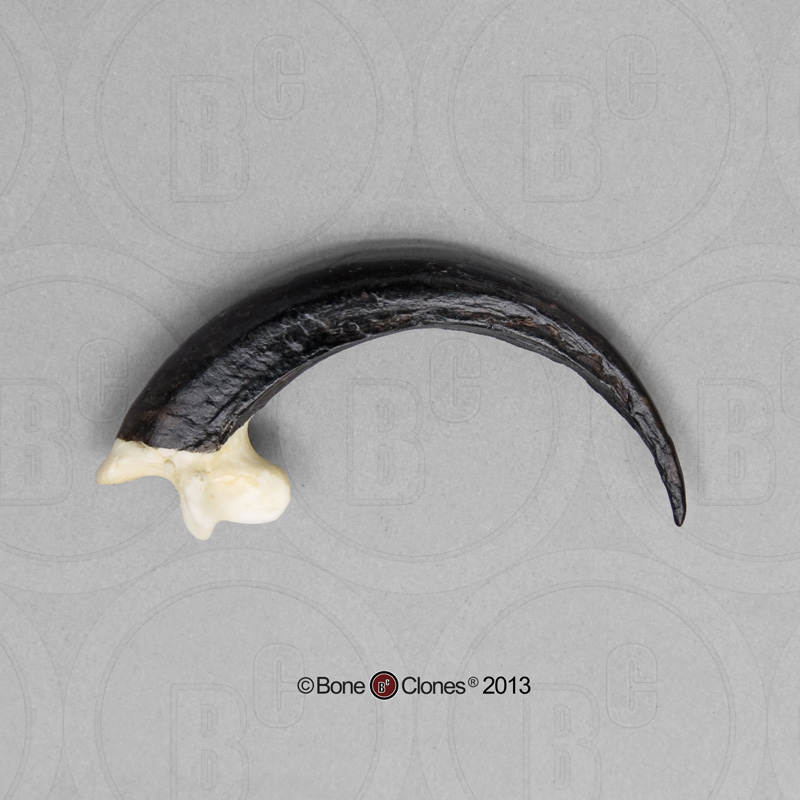 Golden Eagle Talon - Bone Clones, Inc. - Osteological Reproductions