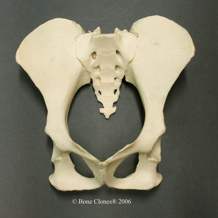 Siamang Pelvis Assembly - Bone Clones, Inc. - Osteological Reproductions