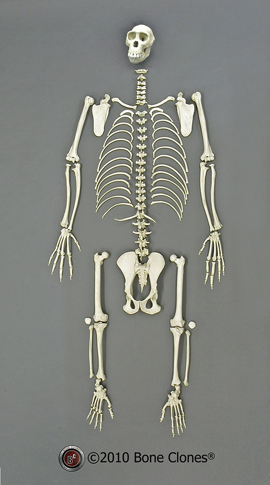 Bonobo Pelvis Assembly - Bone Clones, Inc. - Osteological Reproductions