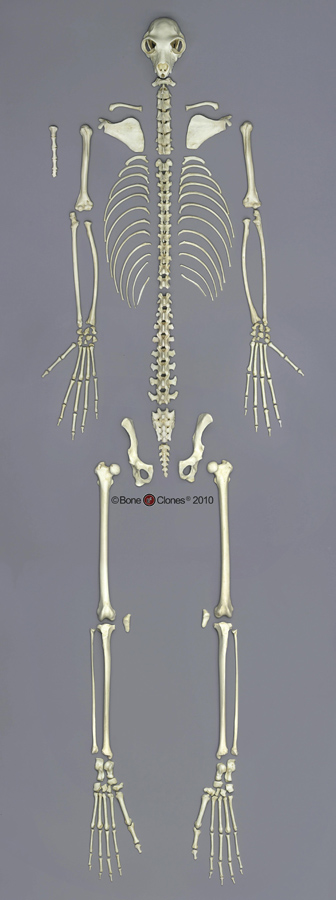 Indri Lemur Clavicle - Bone Clones, Inc. - Osteological Reproductions