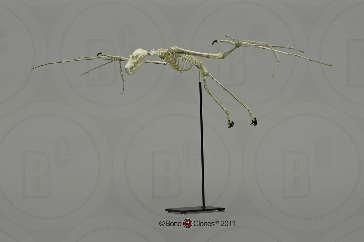 Articulated Greater Flying Fox Skeleton - Bone Clones, Inc ...